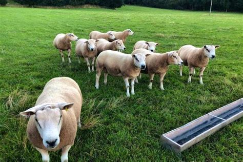 9 Texel, Beltex Cross Breeding Rams | SellMyLivestock - The Online ...