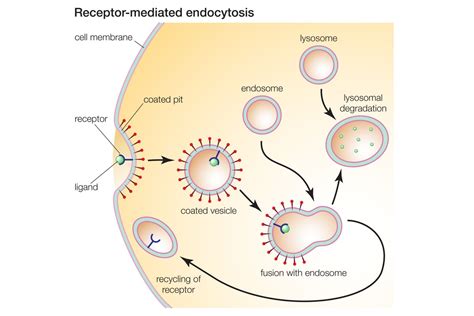 A Definition of Endocytosis With Steps and Types