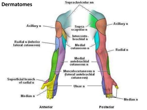 Brachial Plexus And Nerves Of The Upper Limb Ppt Download - Dermatomes Chart and Map