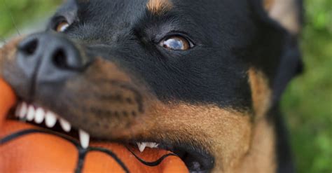 Rottweiler Teeth: Everything You Need to Know - A-Z Animals