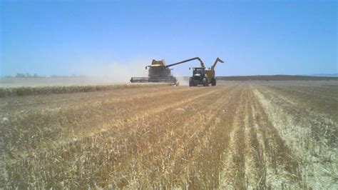 Desert durum wheat harvest 2011. - YouTube