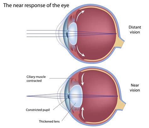 What Is The Role Of The Ocular Lens