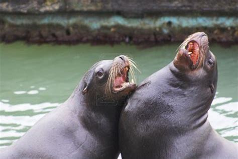 Sea Lions At Fisherman's Wharf, San Francisco, California | San ...