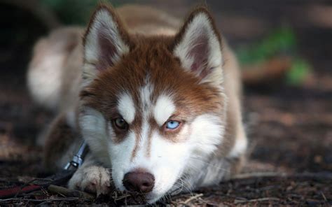 Siberian Husky Wallpapers - Wallpaper Cave