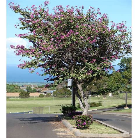 Hong Kong Orchid Tree Deciduous Trees Mature Perth WA