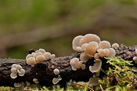 Los hongos están salvando nuestro planeta - Portal Ambiental