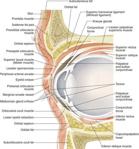 The Best Tips For Finding and Removing A Lost Contact In Eye