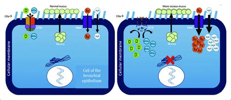 The function of the CFTR channel, the function of the ENaC channel, and ...