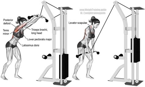 Cable straight-arm pull-down exercise instructions and video | Weight ...