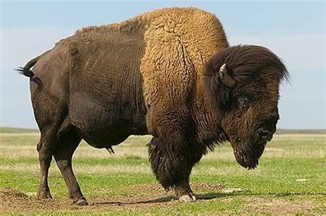 10 Facts about Bison - Fact File