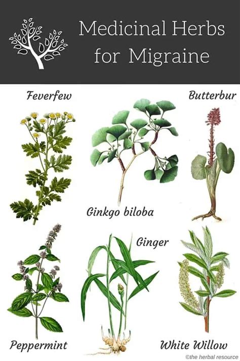 Medicinal Herbs for Migraine Treatment and Relief - Uses and Benefits