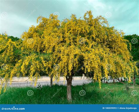 Flowers Of Acacia (Albizzia Julibrissin) Royalty-Free Stock Image | CartoonDealer.com #16792000