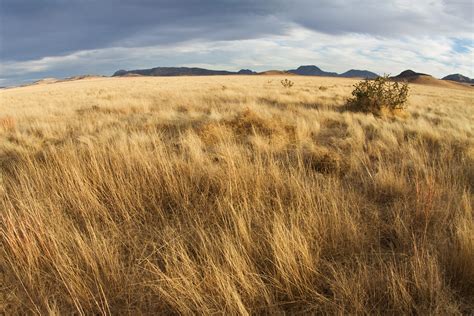 West Texas Grasslands | Many people think of West Texas as d… | Flickr