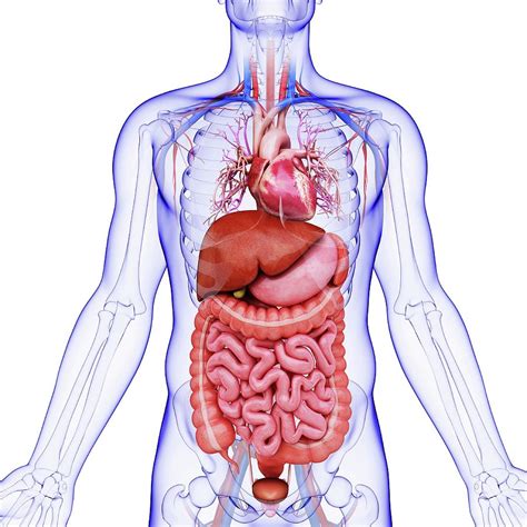 Human Internal Organs Photograph by Pixologicstudio - Pixels