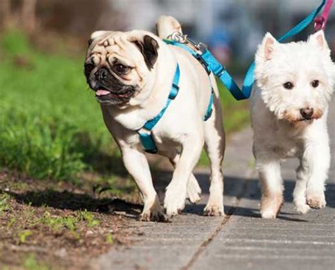 Wag! | Find Best Local Dog Walkers, Boarders, and Trainers