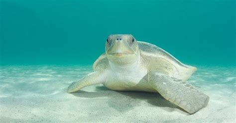 Flatback turtles filmed underwater for first time - Australian Geographic