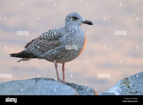 Immature herring gull hi-res stock photography and images - Alamy