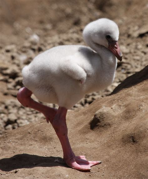 Baby Flamingo Standing - a photo on Flickriver