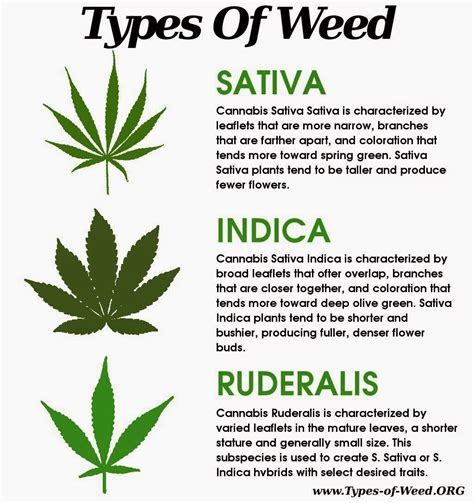 14Foxtrot: Advantages and Disadvantages of Marijuana