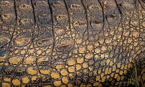 Nile Crocodile Skin - Crocodylus niloticus | Nile crocodile, Crocodile ...