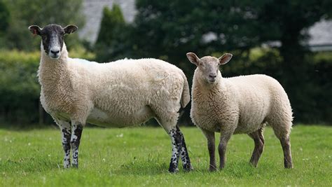 How Mules can rise to the challenge of rival sheep breeds - Farmers Weekly