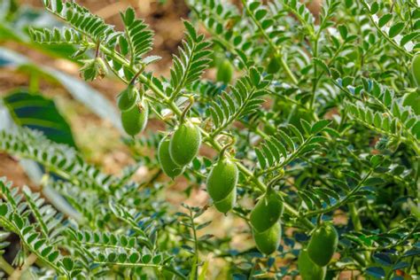 How to Grow Chickpeas, Garbanzo Beans - Harvest to Table Foggy Forest, Housewarming Party, Gras ...