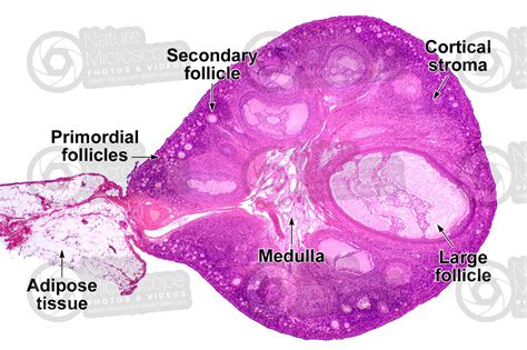 Rat. Ovary. Transverse section. 32X - Rat - Mammals - Reproductive system - Other systems ...