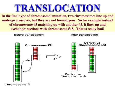 PPT - DNA - MUtations PowerPoint Presentation, free download - ID:237113