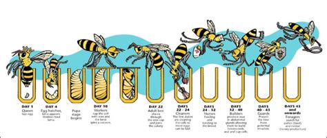 Bee Life Cycle – Different Stages of Honey Bee and Queen Bee