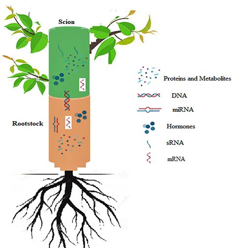 Frontiers | Mechanisms Underlying Graft Union Formation and Rootstock ...