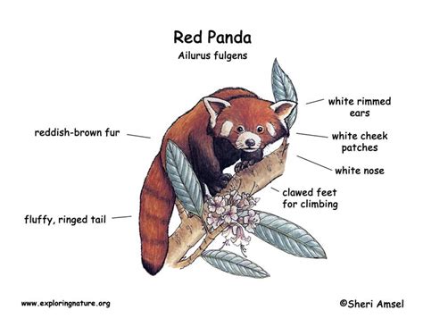 Panda (Lesser or Red)