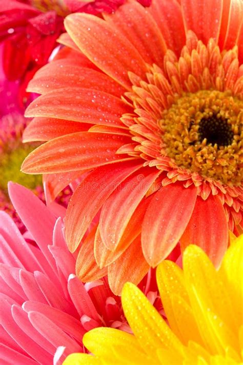 Wonderful Flowers Stock Photography - Image: 14150972