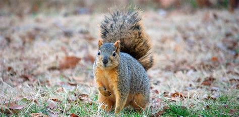 Fox Squirrel | Animals Happen Wildlife Control