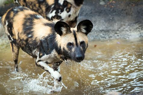 Endangered Wild Dogs Form New Pack - The Houston Zoo