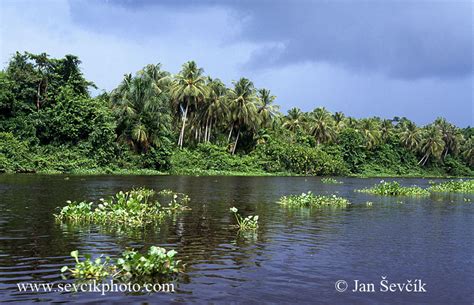 Picture of delta Orinoka delta of the Orinoco river Venezuela