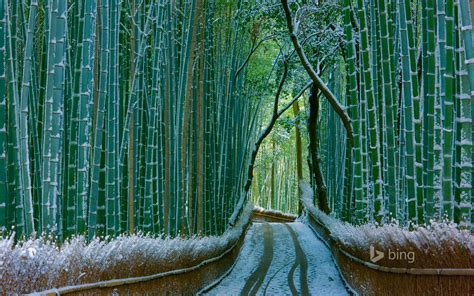 🔥 [50+] Bamboo Forest Japan Computer Wallpapers | WallpaperSafari