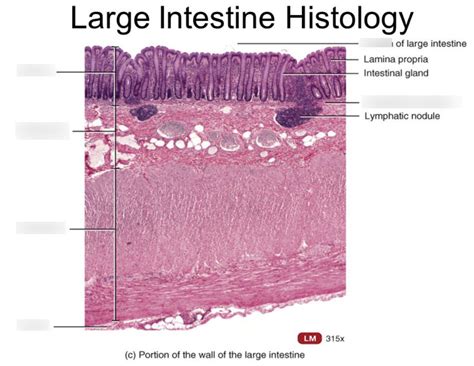 Large intestine histology | Quizlet