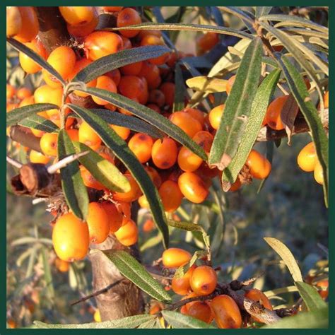 Sea Buckthorn: A Plant That Deserves More Attention