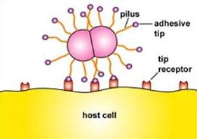 2.5C: Fimbriae and Pili - Biology LibreTexts