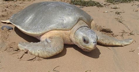 Flatback Turtle Known Since 1974 Illustrates Importance of Long-term Monitoring for Conservation ...