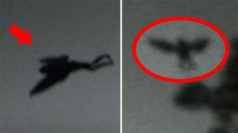 Mothman Caught on Tape Mysterious Flying Creature Spotted | Mothman ...