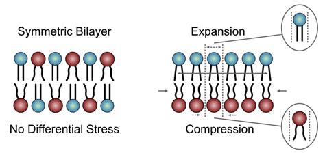 Symmetry | Free Full-Text | Model Membrane Systems Used to Study Plasma ...