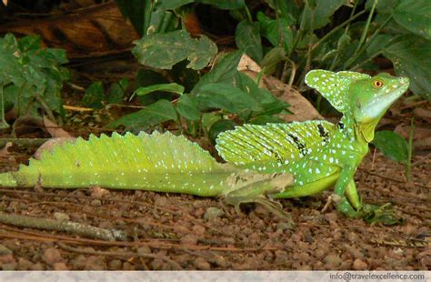 The Common Basilisk (Basiliscus basiliscus) | La Fortuna de … | Flickr