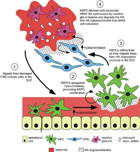 Figure 1 from Neural stem cell niches: roles for the hyaluronan-based ...