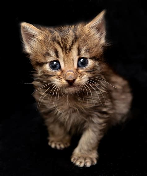 Long-Hair Tabby Baby by Josh Norem » Emma's Cats