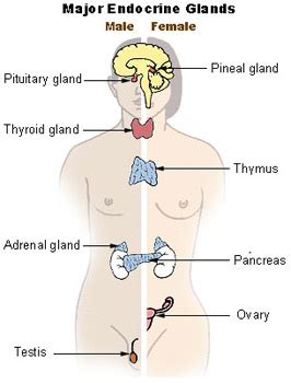 Endocrine Glands & Their Hormones | SEER Training