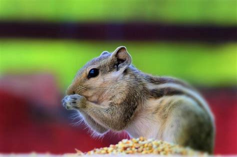 Premium Photo | Squirrel eating nuts