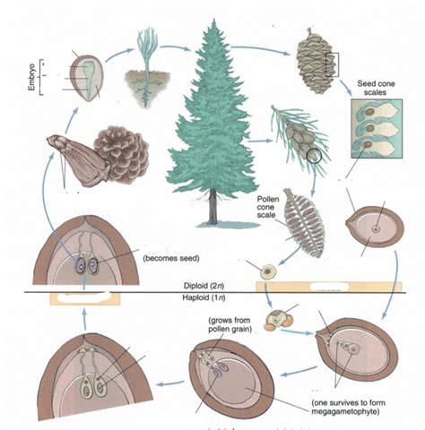 Pine Tree Diagram