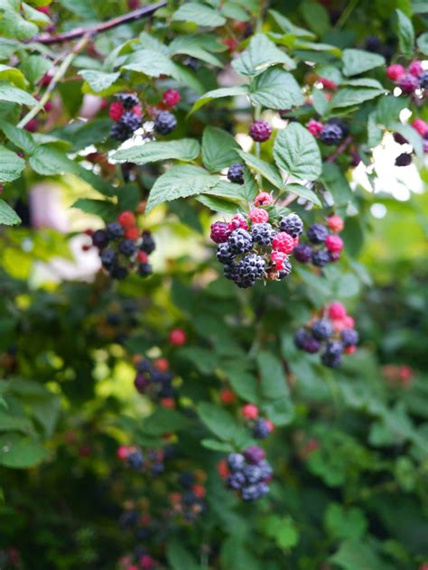 Black raspberry - Pictures! - Growing Fruit