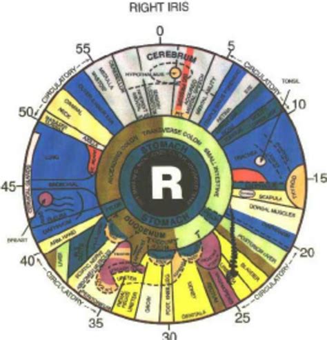 International Chart of iris | Download Scientific Diagram